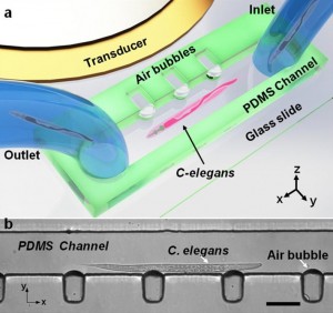 Ultrasound Used to Rotate Biological Samples Within Microfluidic Devices